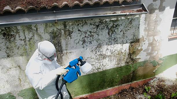 Top rated local Mold Removal specialists in Denver, PA